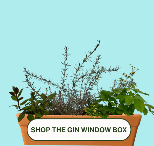 the-gin-window-box-1